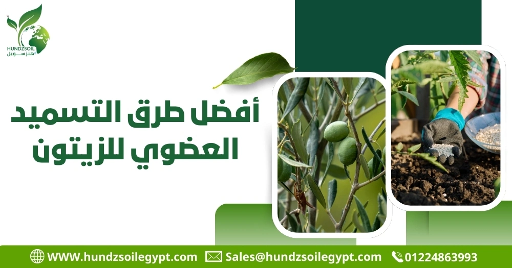 أفضل طرق التسميد العضوي للزيتون
