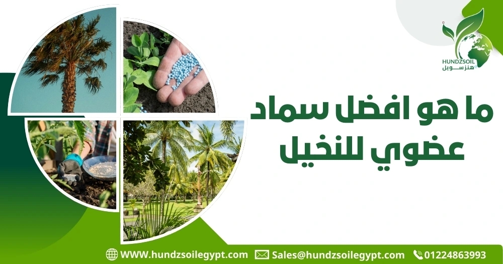 ما هو افضل سماد عضوي للنخيل