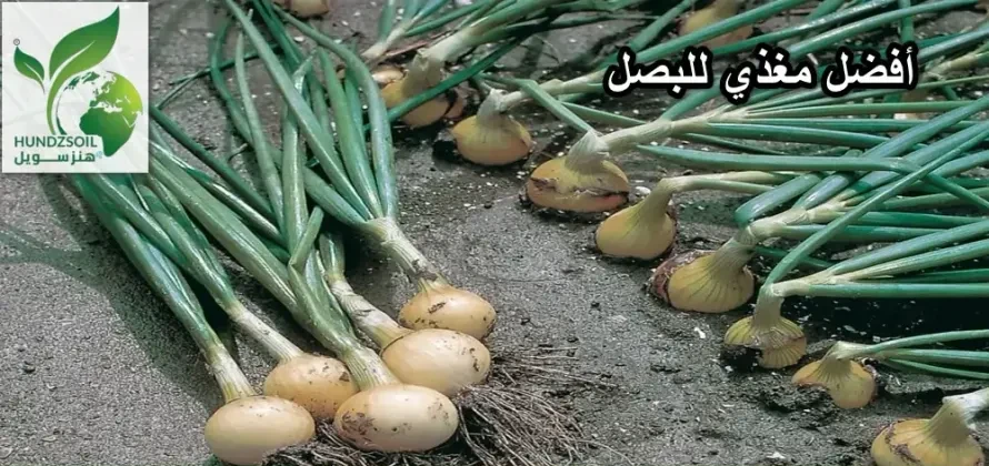 أفضل مغذي للبصل