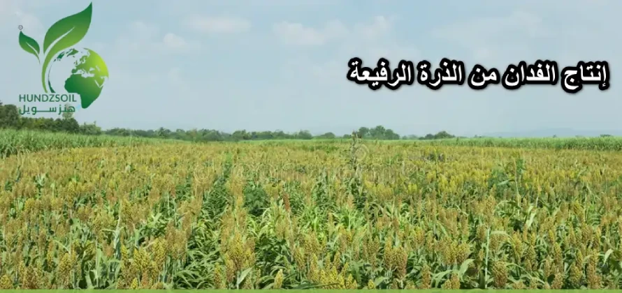 إنتاج الفدان من الذرة الرفيعة