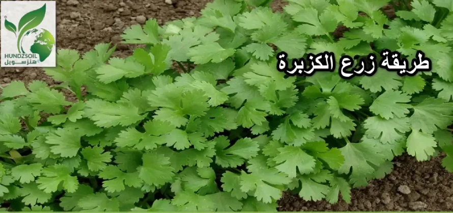 طريقة زرع الكزبرة