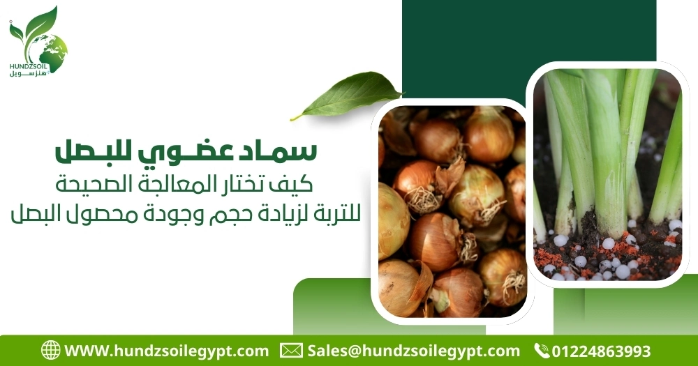 سماد عضوي للبصل